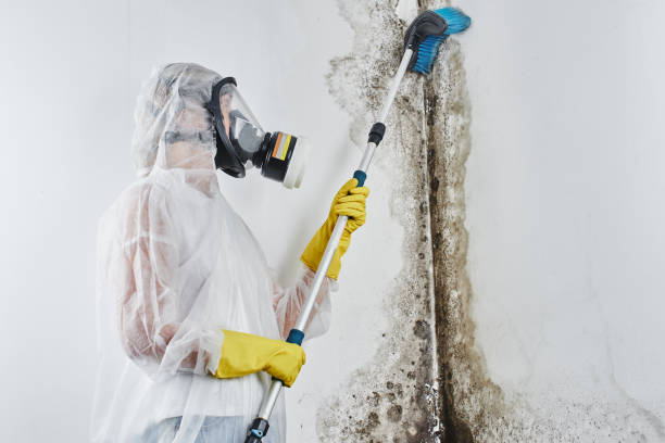 Best Attic Mold Removal  in Woodmoor, CO
