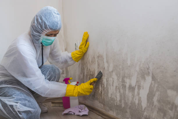 Best Commercial Mold Removal  in Woodmoor, CO