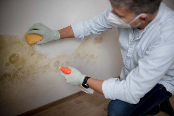 Woodmoor, CO Mold Removal Company
