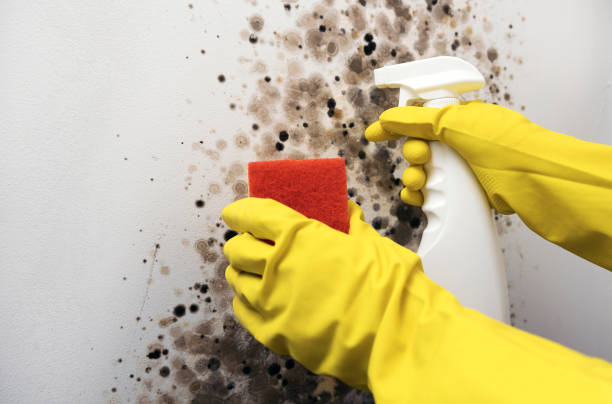 Attic Mold Removal in Woodmoor, CO