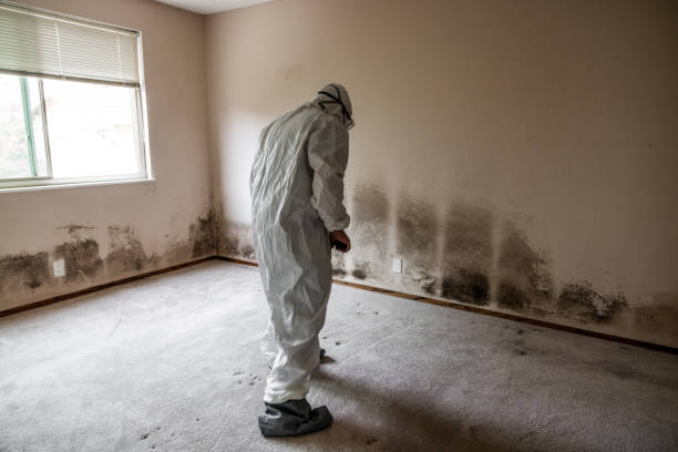 Best Mold Testing  in Woodmoor, CO