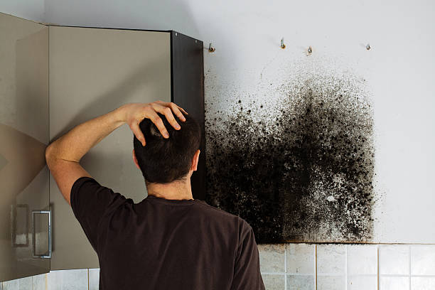 Trusted Woodmoor, CO Mold Removal Experts