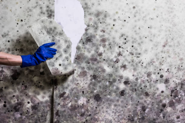 Best Black Mold Removal  in Woodmoor, CO