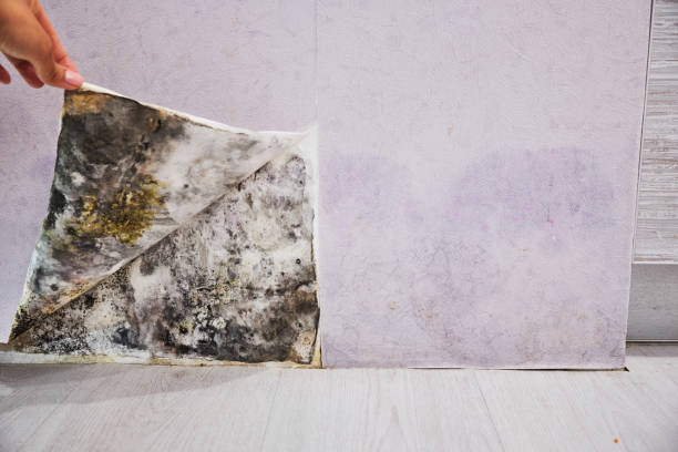 Best Certified Mold Removal  in Woodmoor, CO